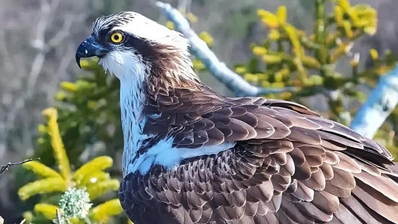 Birds of Poole Harbour