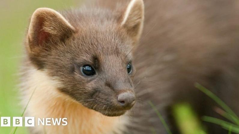 Stock shot of a pine marten - it has brown fur with a pale beard