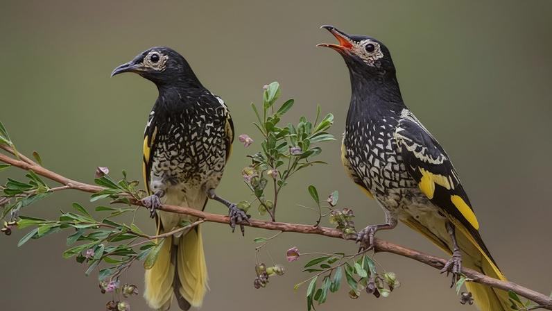 The critically endangered regent honeyeater has rediscovered its lost song with wild-born birds teaching the complete version to zoo-bred males.