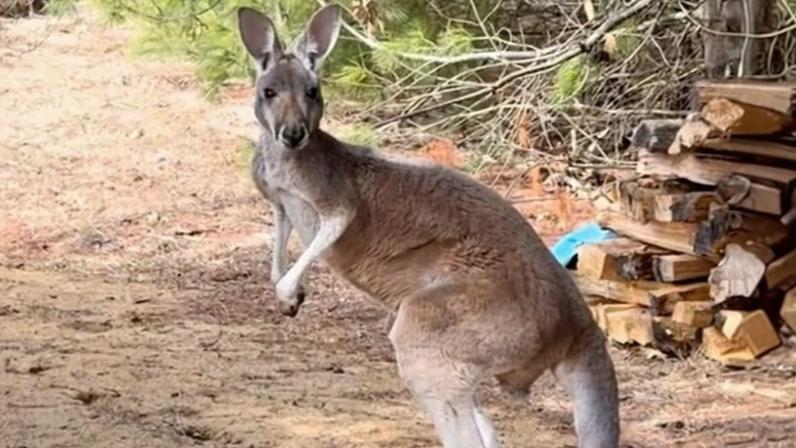 Chesney, o canguru, é encontrado após fugir da fazenda por três dias