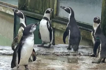 Parque de vida selvagem recebe três pinguins de Humboldt