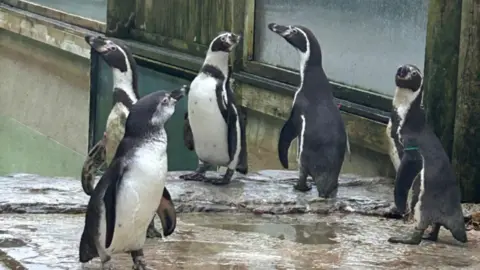 Parque de vida selvagem recebe três pinguins de Humboldt