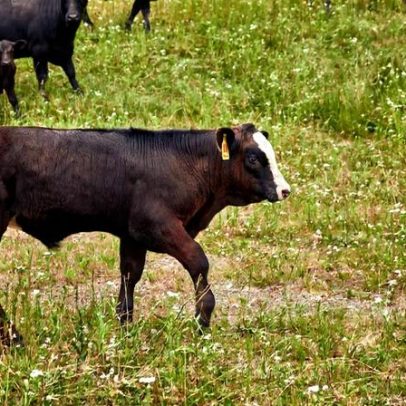 Vaca em projeto da MSCHF sobrevive; o projeto era necessário?