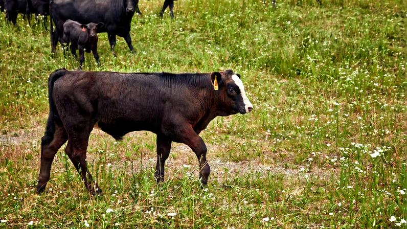 Vaca em projeto da MSCHF sobrevive; o projeto era necessário?