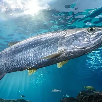 Declínio de peixes migratórios impulsiona luta pela proteção