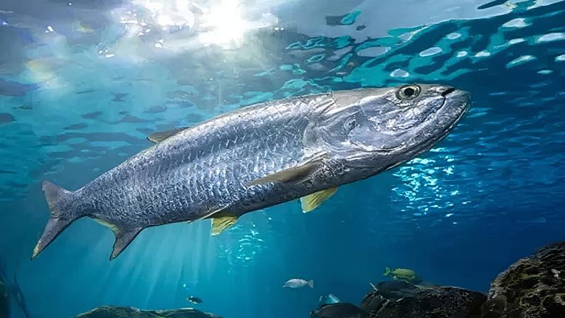 Declínio de peixes migratórios impulsiona luta pela proteção