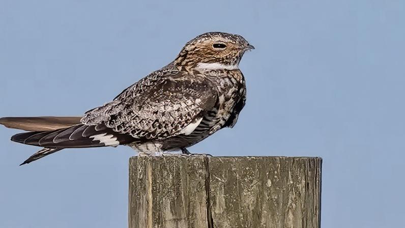 Pássaro goatsucker apresenta retorno notável