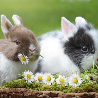É aceitável que crianças acreditem no Coelhinho da Páscoa?