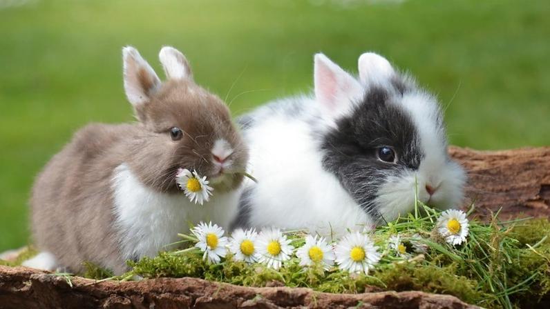 Is it Okay for My Child to Believe in the Easter Bunny?