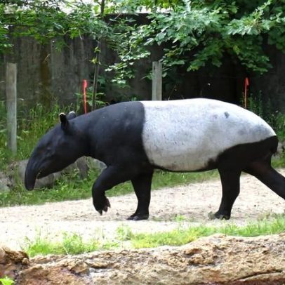 Imagens arquivadas de armadilhas fotográficas revelam tapirs da Tailândia