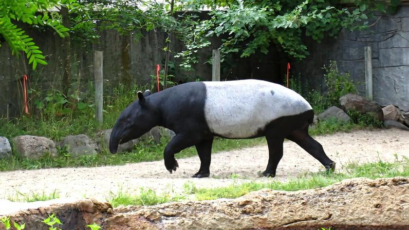 An adult Asian tapir (*Tapirus indicus*).