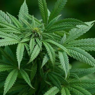 Cientistas dizem que maconha não alivia problemas de saúde mental