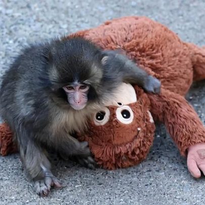 Macaco Punch se adapta e atrai multidões no Japão