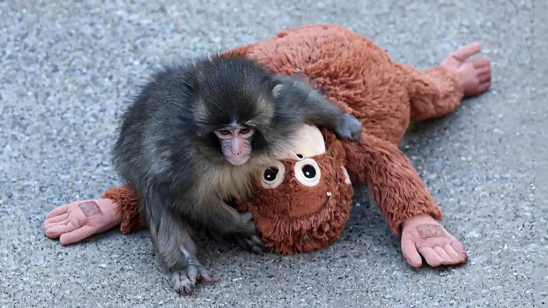 Punch e seu orangotango de pelúcia: o macaco de sete meses conquistou o mundo – foto: Jiji Press/AFP