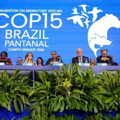 ONU concede proteção internacional a 40 novas espécies migratórias