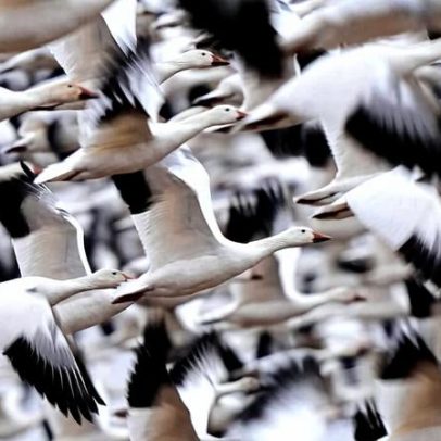 Fotos mostram o amanhecer dramático de gansos-brancos migratórios