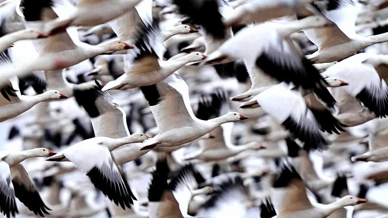 Snow geese take off to resume their northern migration after a stopover at the Middle Creek Wildlife Management Area, Friday, March 6, 2026, in Kleinfeltersville, Pa.