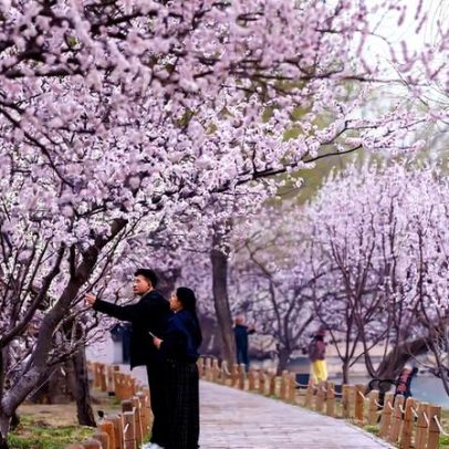 Flores da primavera desabrocham de Tóquio ao México em fotos