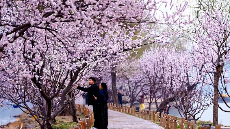 Flores da primavera desabrocham de Tóquio ao México em fotos