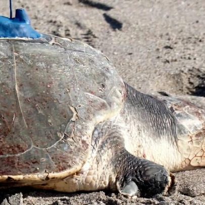 Tartaruga Kemp's ridley de três membros é monitorada por satélite no mar