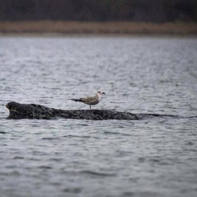 Baleia encalhada no Báltico alemão enfraquece; retorno ao Atlântico improvável
