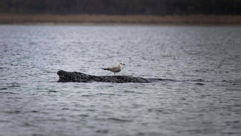 Baleia encalhada no Báltico alemão enfraquece; retorno ao Atlântico improvável