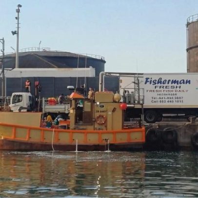 Investigação sobre licenças na pesca de tubarões na África do Sul permanece pendente