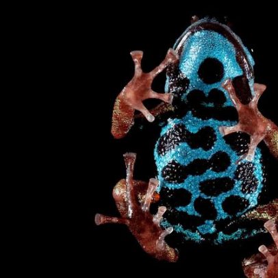 Nova rã-dardo venenosa da Amazônia, descrita como etérea, destaque da semana