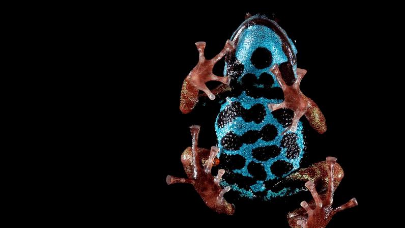 The Ranitomeya aetherea poison dart frog. Image courtesy of Alexander Mônico.