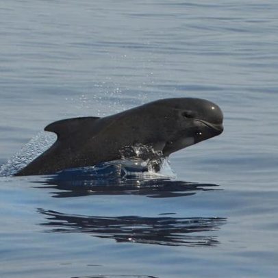 Encalamento de baleias-piloto na Indonésia levanta questões sobre oceanos