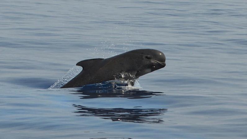 long-finned pilot whale Alexandre Roux’s photo, licensed as CC BY-NC-SA 2.0