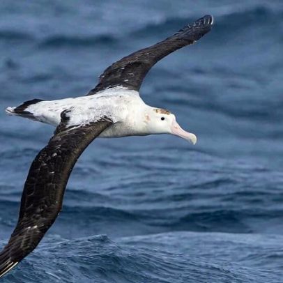 Rotas migratórias marinhas, mapa para ampliar a conservação de aves marinhas