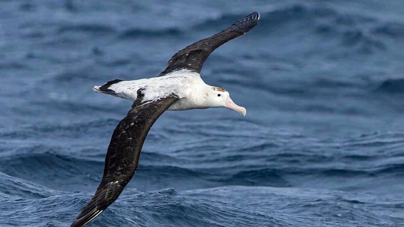 Rotas migratórias marinhas, mapa para ampliar a conservação de aves marinhas