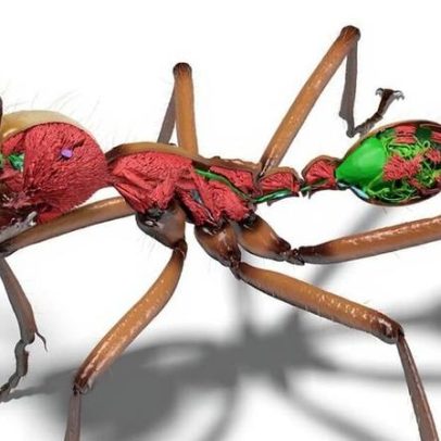 Cientistas criam biblioteca de 800 espécies de formigas com escaneamento 3D