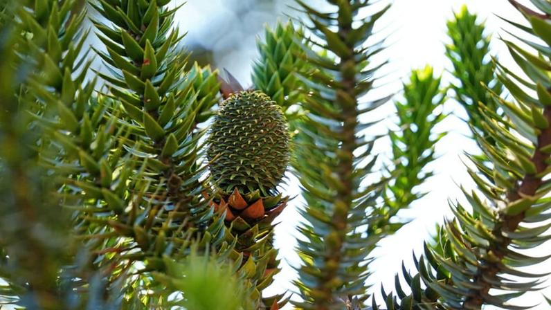 An Araucaria angustifolia, a critically endangered conifer, in Itatiaia National Park in the Atlantic Forest.