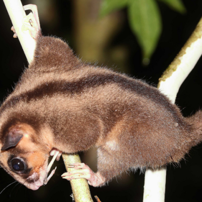 Dois marsupiais encontrados vivos na Papua da Indonésia após 6 mil anos
