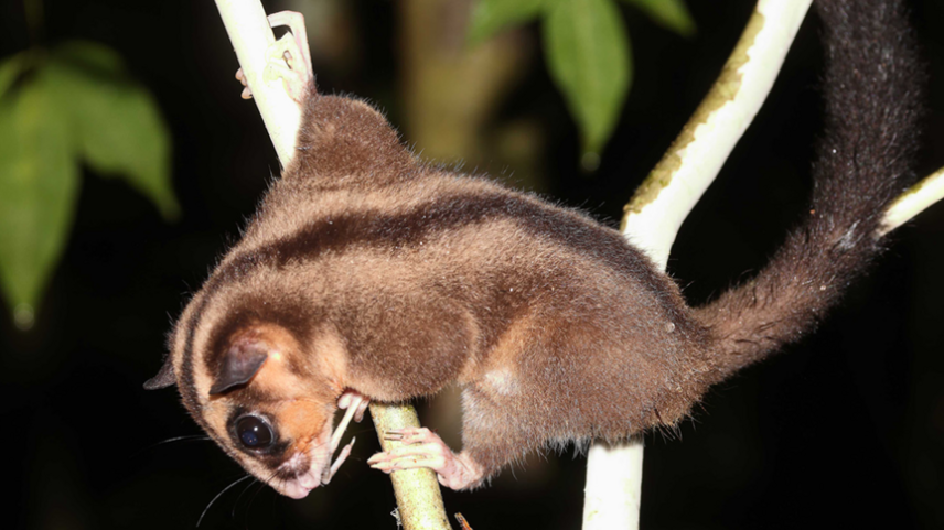 Dois marsupiais encontrados vivos na Papua da Indonésia após 6 mil anos