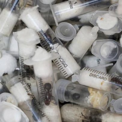 Quênia acusa dois homens, incluindo cidadão chinês, por contrabando de formigas