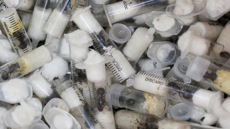 Samples of garden ants concealed in syringes are presented to court as two Belgian nationals, a Vietnamese and a Kenyan national appeared for the hearing of their case, after they pleaded guilty to illegal possession and trafficking of garden ants, at the Jomo Kenyatta International Airport (JKIA) Law Courts, in Nairobi, Kenya, April 15, 2025. REUTERS/Monicah Mwangi/File Photo