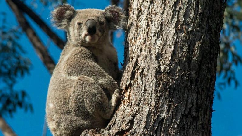 Sinais de IA alertam motoristas em tempo real sobre koalas na pista