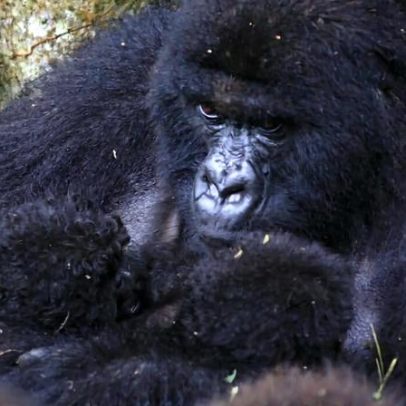 Segundo par de gêmeos de gorilas-da-montanha nasce no Virunga, RDC
