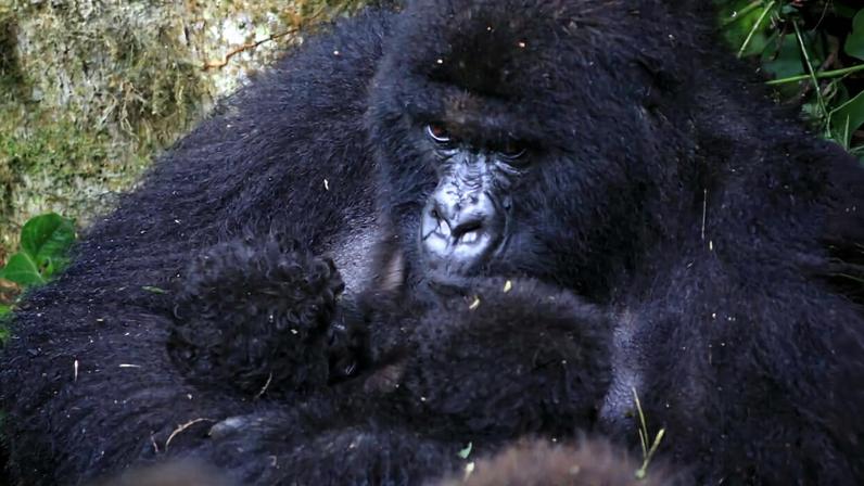 Segundo par de gêmeos de gorilas-da-montanha nasce no Virunga, RDC