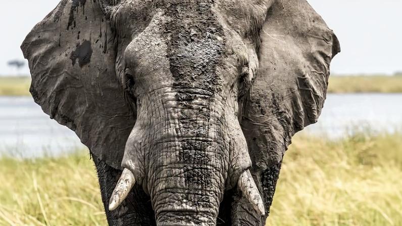 Como os elefantes percebem o tempo e o que isso significa para sua proteção