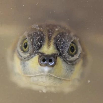 Ruídos em vias da Amazônia ameaçam vida social de tartarugas gigantes