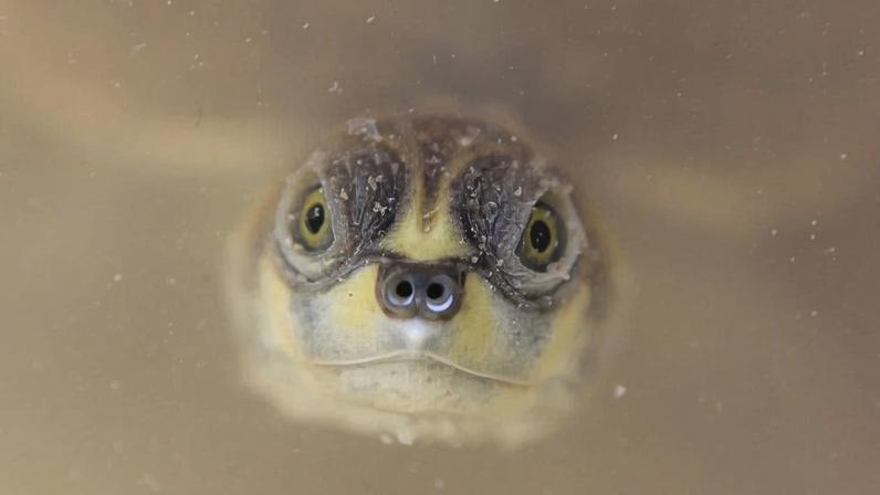Ruídos em vias da Amazônia ameaçam vida social de tartarugas gigantes
