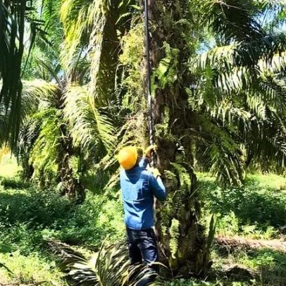 Do cultivo de coca à palma, pequenos produtores do sul da Colômbia mudam de vida