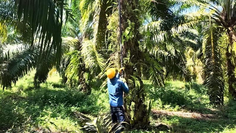 Do cultivo de coca à palma, pequenos produtores do sul da Colômbia mudam de vida