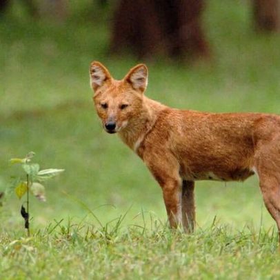 Cão selvagem asiático é avistado no Vietnã pela primeira vez em 20 anos