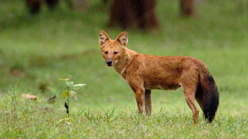 Cão selvagem asiático é avistado no Vietnã pela primeira vez em 20 anos