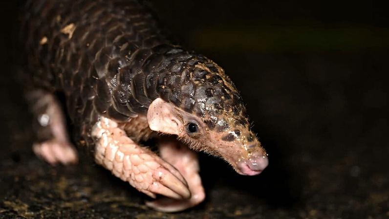 Ásia vira hub do tráfico ilegal de vida silvestre em 100+ países, indica estudo